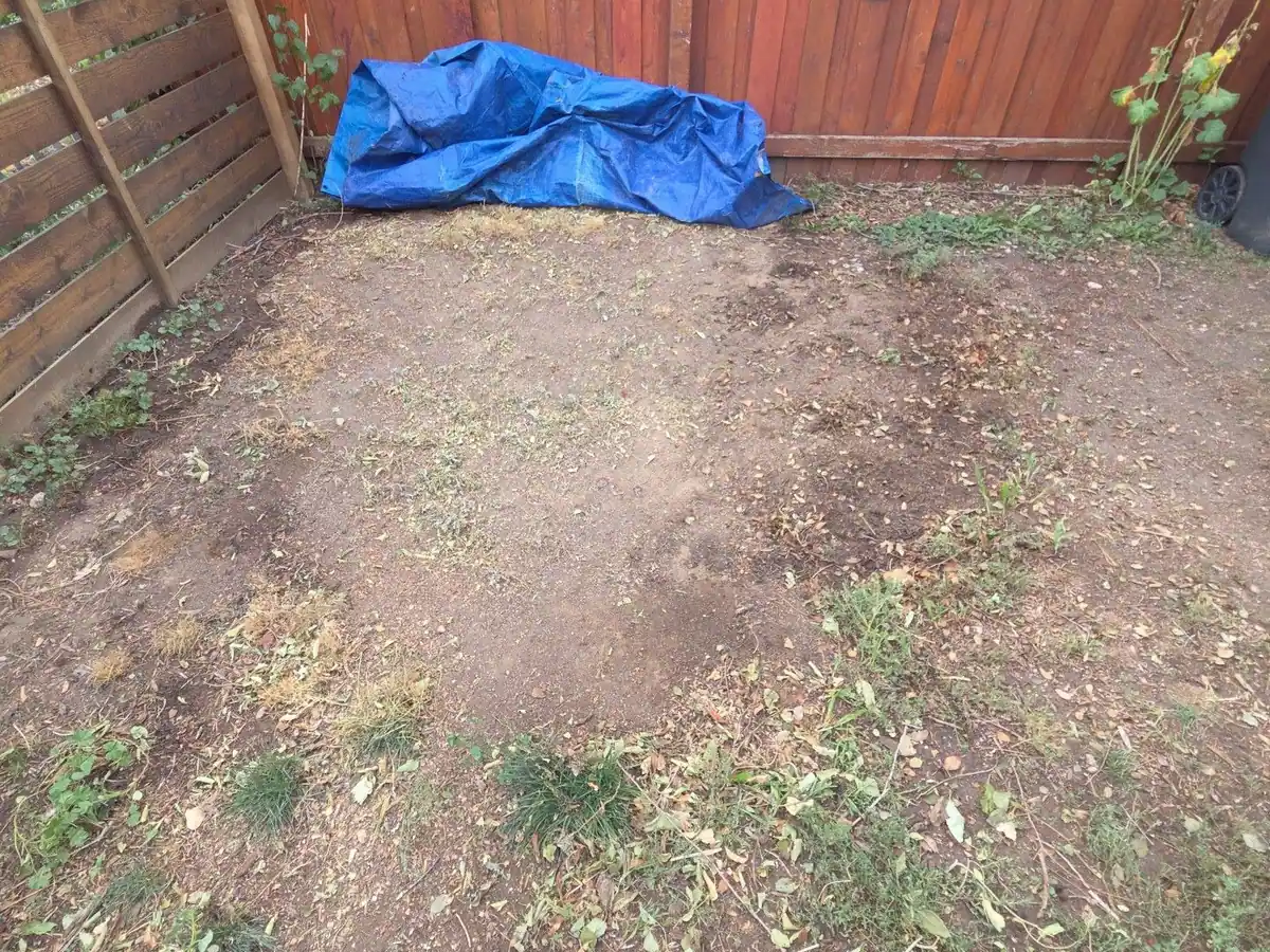 The same backyard with the brush pile hauled away
