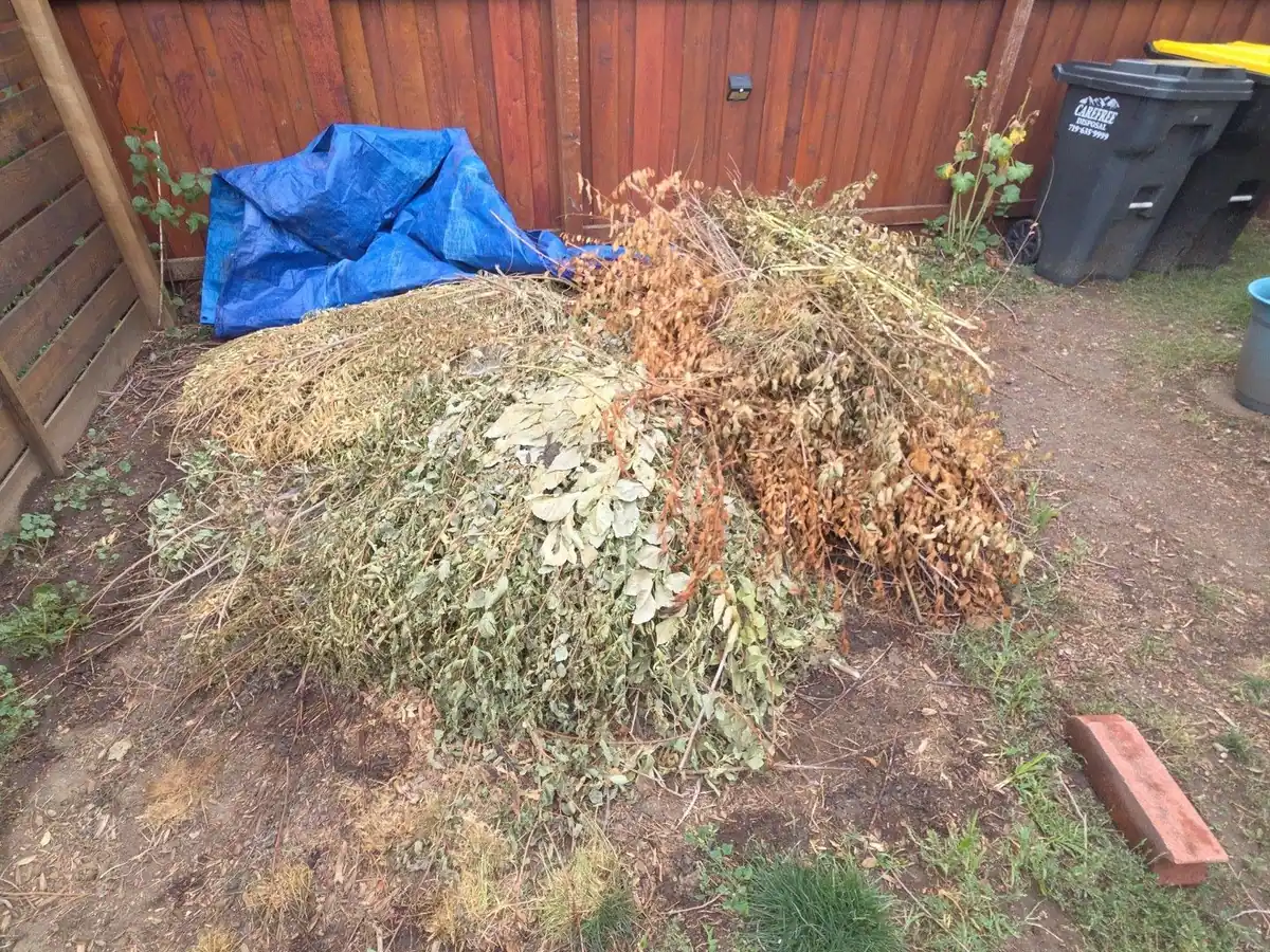 A big pile of cut brush and yard waste in a fenced backyard