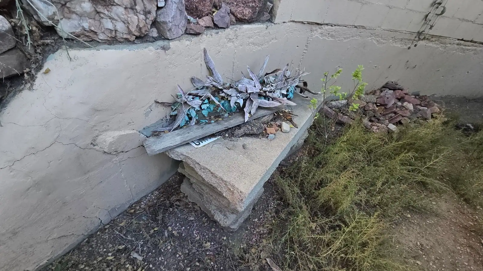 Cut plant clippings piled on a concrete garden wall